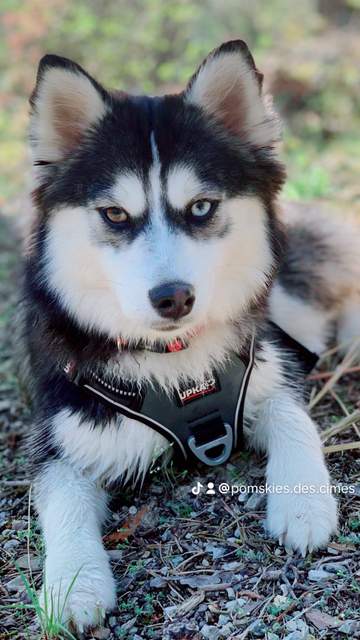 Photo de Uxie Of Platinium Pomsky