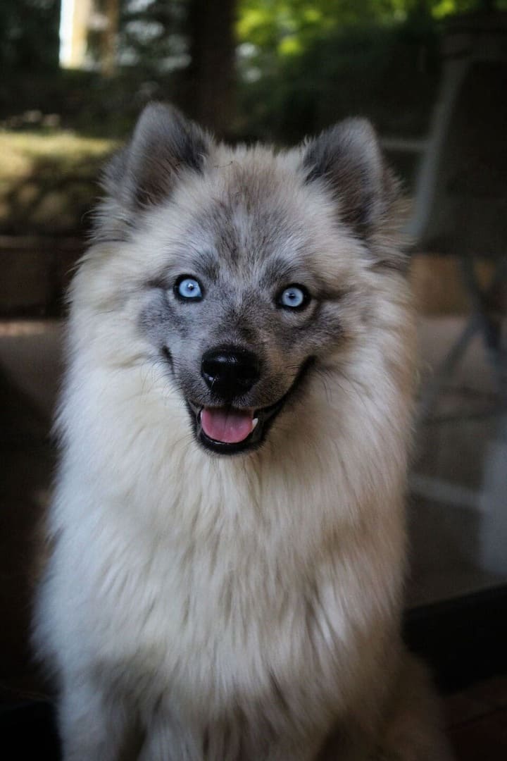 Photo de Gustave of Platinium Pomsky