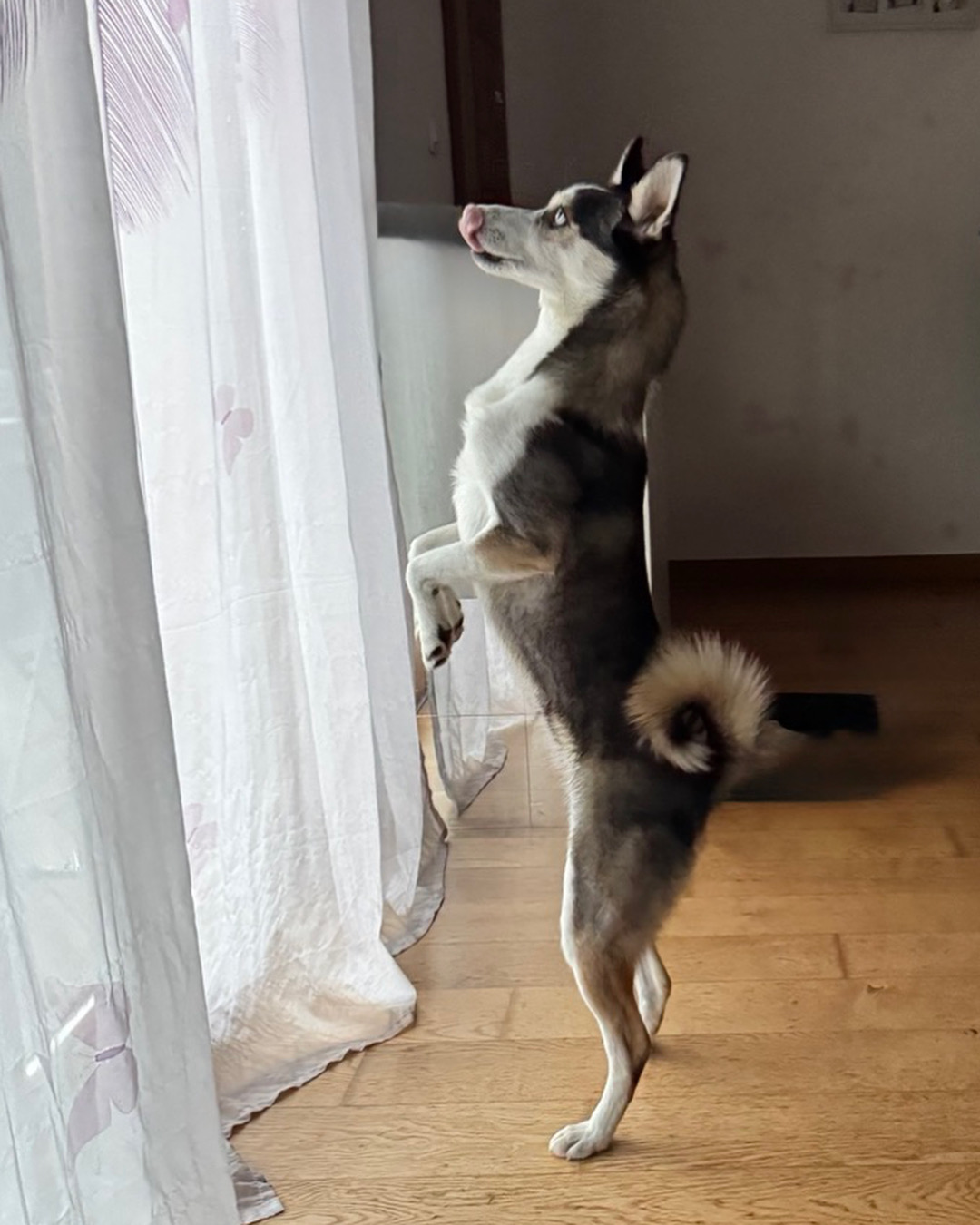 Photo de Bella
