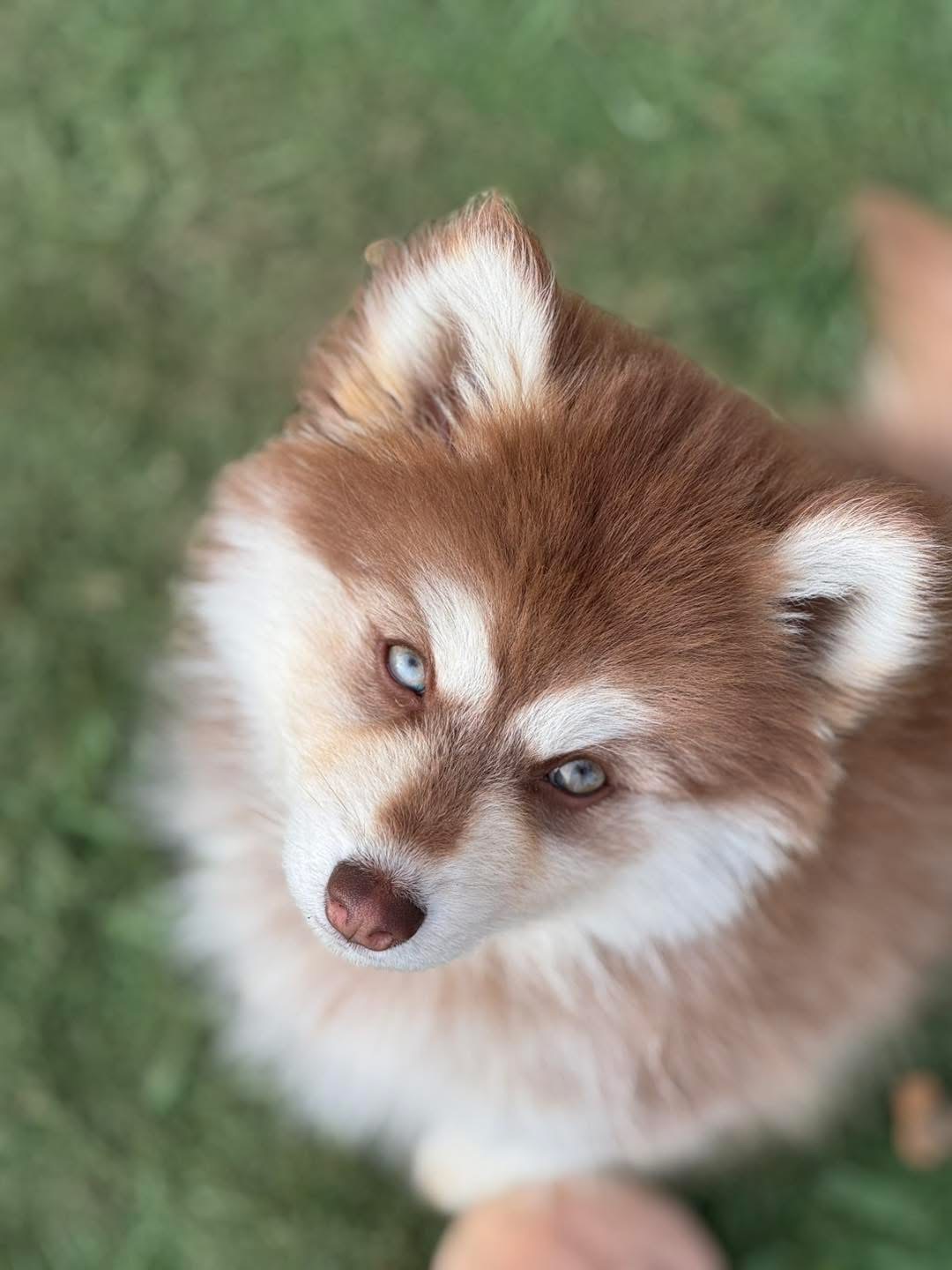 Photo de Tam’s paradise Little paws Aloa