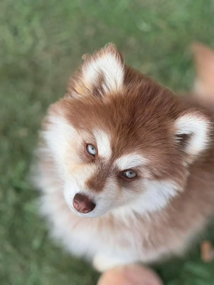 Tête de Pomsky aux yeux en amande