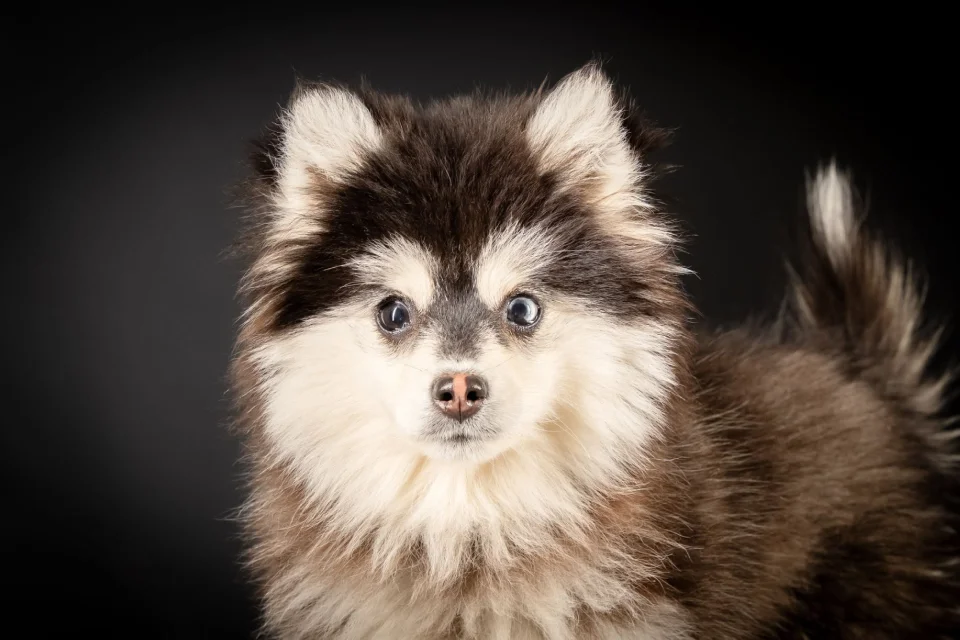 Jeune Pomsky, portrait